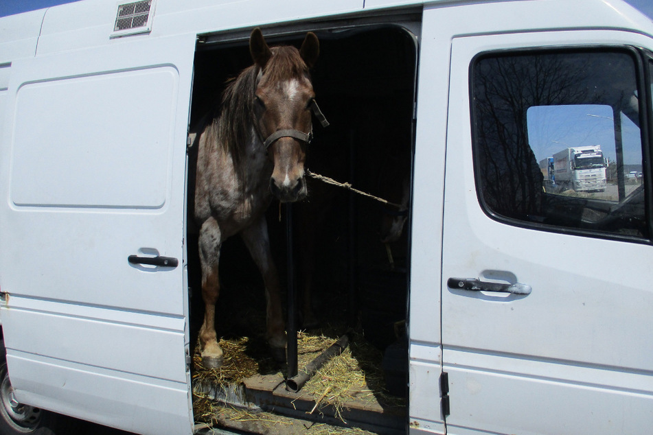 Ein Pferd schaut aus dem angehaltenen Kastenwagen hervor.