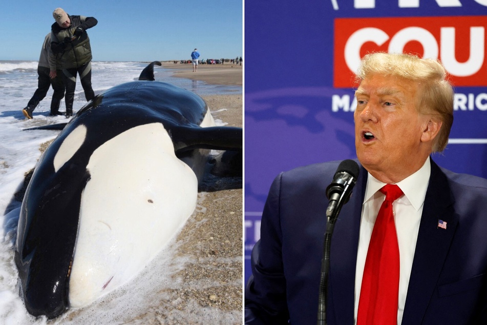 During a recent rally in South Carolina, Donald Trump wrongly claimed that wind turbines are killing whales in the ocean and driving them "a little batty."