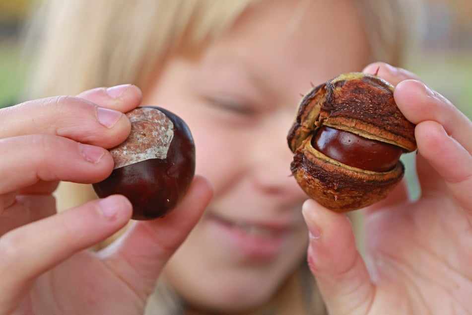 Jahrzehntelang sammelten Kinder fleißig Kastanien und Eicheln, um sie bei Haribo gegen Süßigkeiten einzutauschen. (Symbolbild)