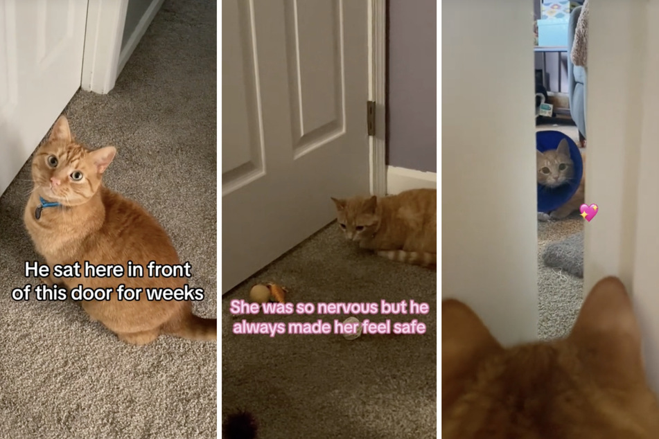 Nala the rescue cat was having trouble adjusting to her new role as a house pet when she met the love of her kitty life through a closed door.