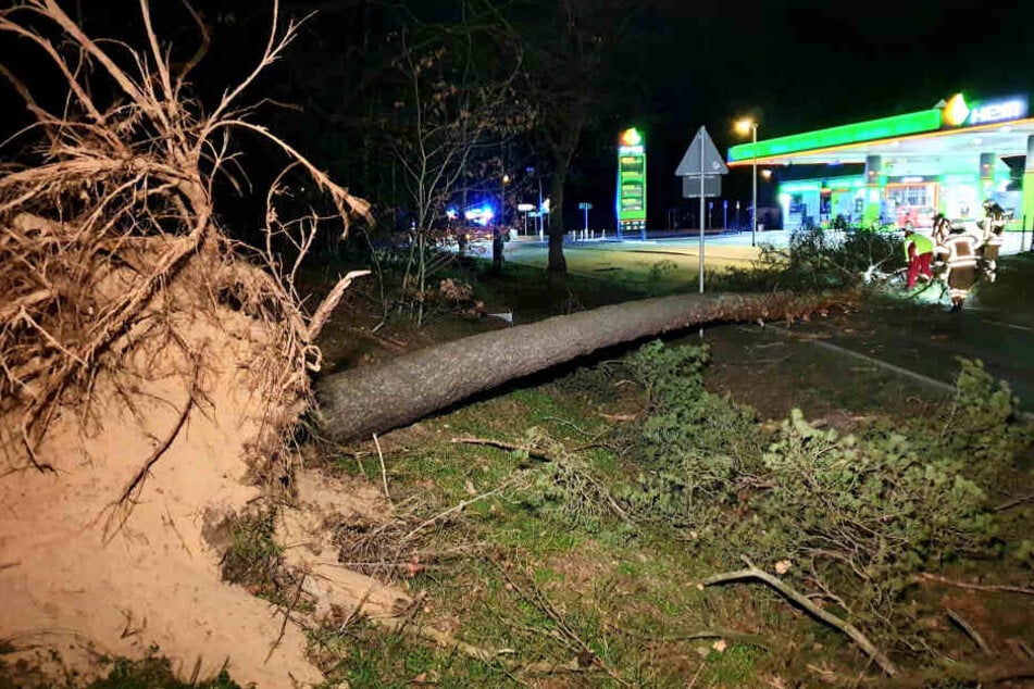 Brandenburg, Schönwalde: Ein umgestürzter Baum liegt am Straßenrand.