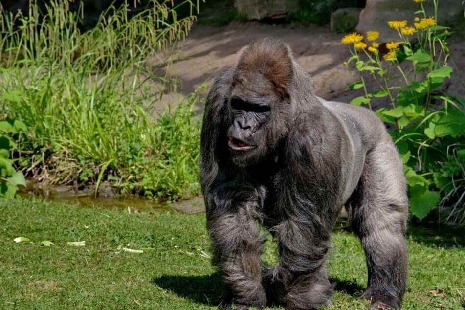 Fritz wurde 1963 in Kamerun geboren und starb am 20. August im Nürnberger Zoo.