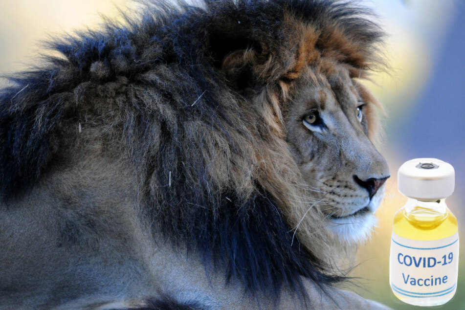 A lion at the San Diego Zoo's Wild Animal Park is one of about 250 animals at the facility that have been vaccinated against Covid-19.