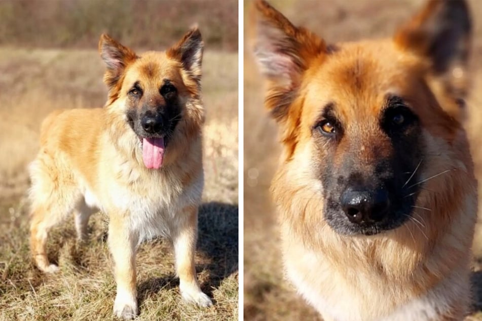 Der Schäferhund-Mischling fühlt sich im Tierheim nicht wohl.