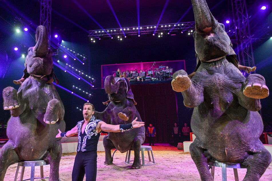 In der letzten Saison führte Elvis Errani drei Elefanten im "Dresdner Weihnachts-Circus" vor.