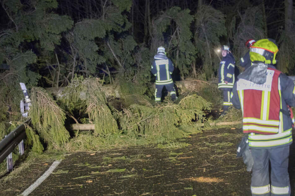 Auf der S222 bei Elterlein stürzet eine Fichte auf die Straße.