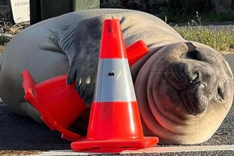 "Neil the Seal" hat einen "eigenen" Instagram-Account. Dort wurde dieses Bild von ihm gepostet.