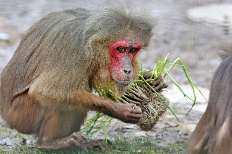 Ein Bärenmakak profitiert von der Fütterung im Lippenbärengehege im Tierpark Chemnitz.