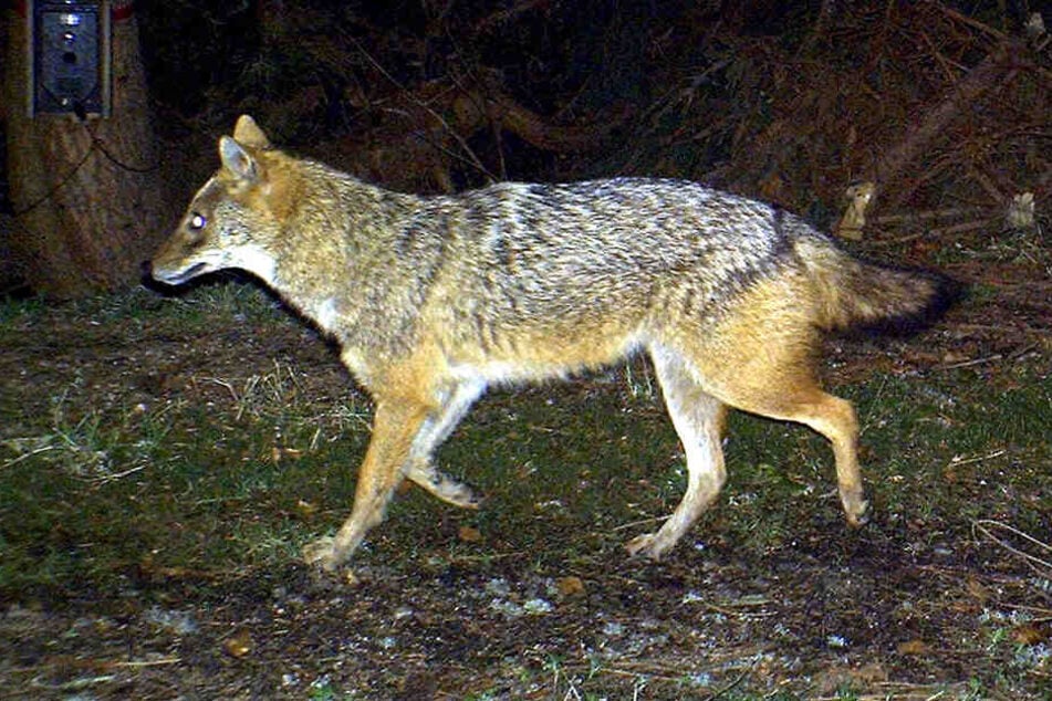 Nach dem Wolf kommt der Schakal: In Europa hat sich in den vergangenen Jahren, von der Öffentlichkeit fast unbemerkt, ein weiteres Raubtier ausgebreitet. Auch in Deutschland wurden bereits Goldschakale nachgewiesen.