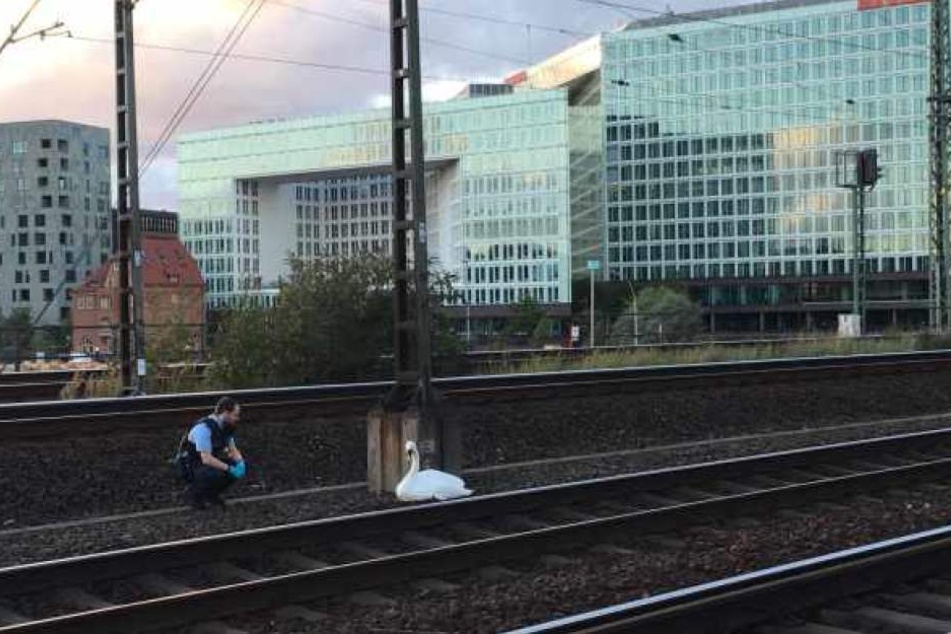 Ein Beamter der Bundespolizei nähert sich dem verletzten Tier.
