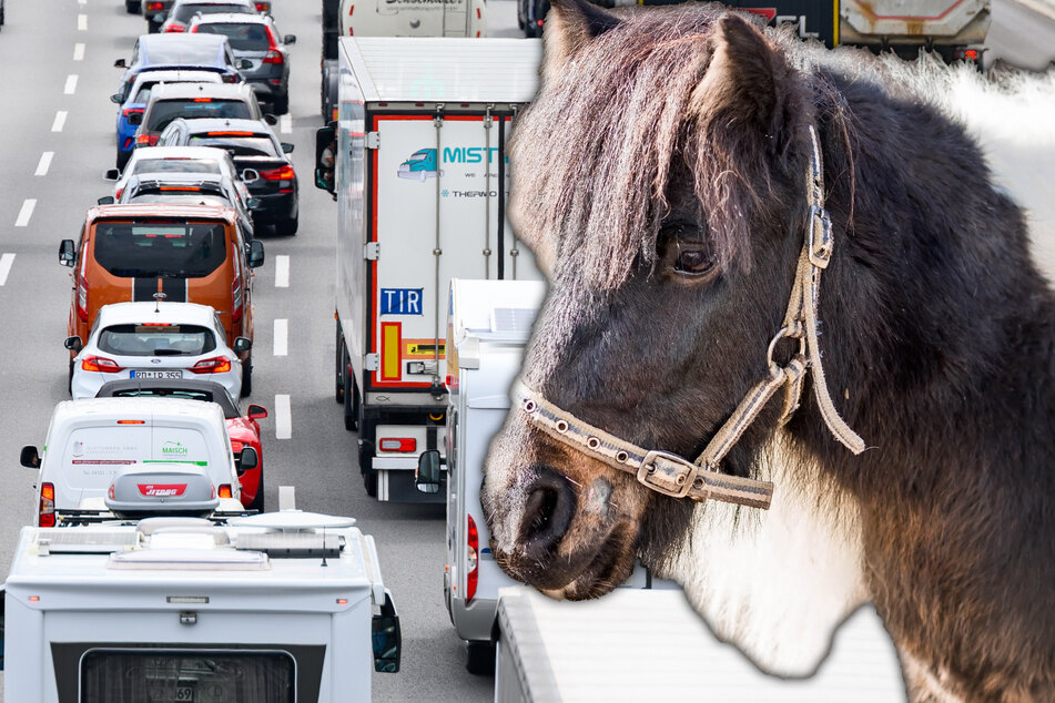 Tierisches Drama auf der Autobahn: Pony sorgt für gewaltigen Schock
