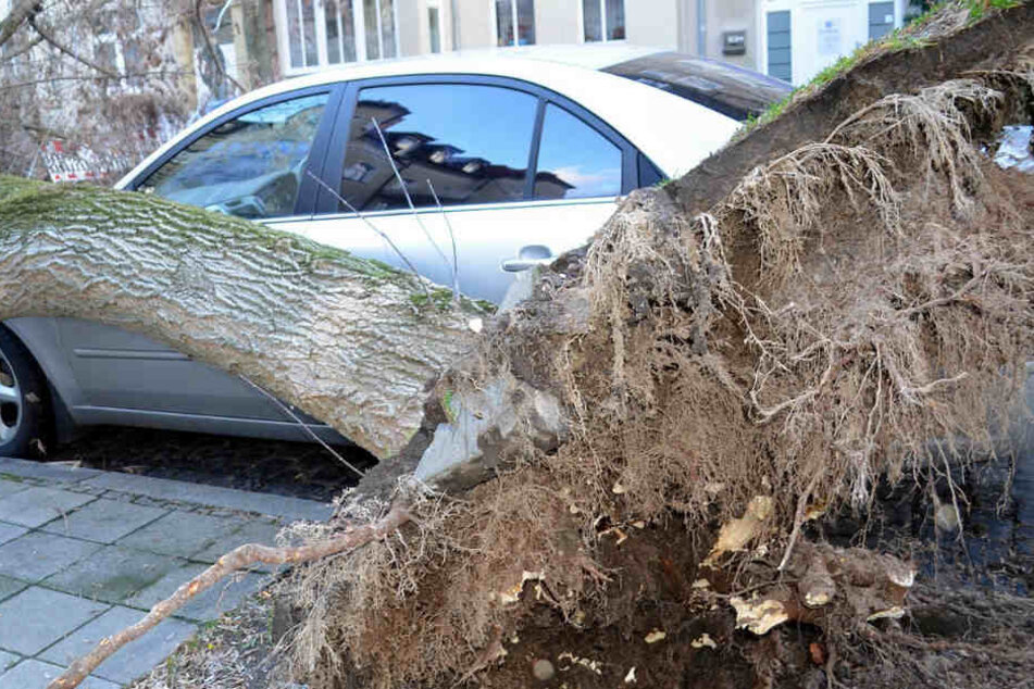 Unter einem umgestürzten Baum wurde die Panzerfaust gefunden. (Symbolbild)