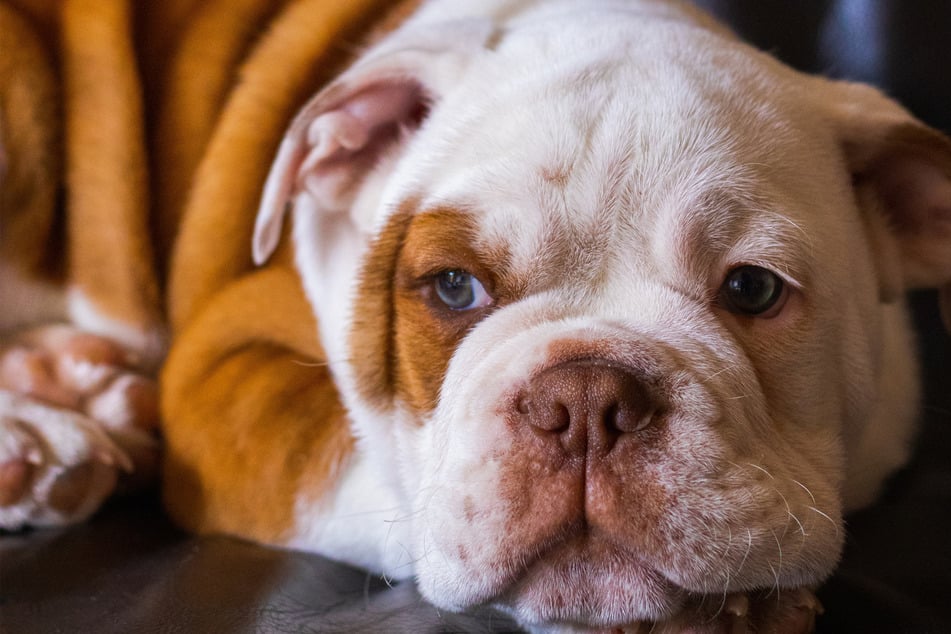 Bulldogs suffer a lot, and are an extremely unethical type of dog.