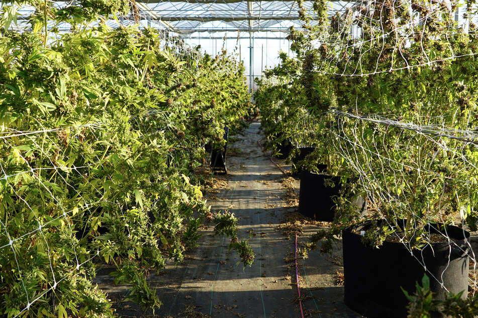 Cannabis plants that are to be harvested soon are seen at East End Flower Farm in a greenhouse rented by cultivator Marcos Ribeiro in Mattituck, New York, on November 16, 2023.