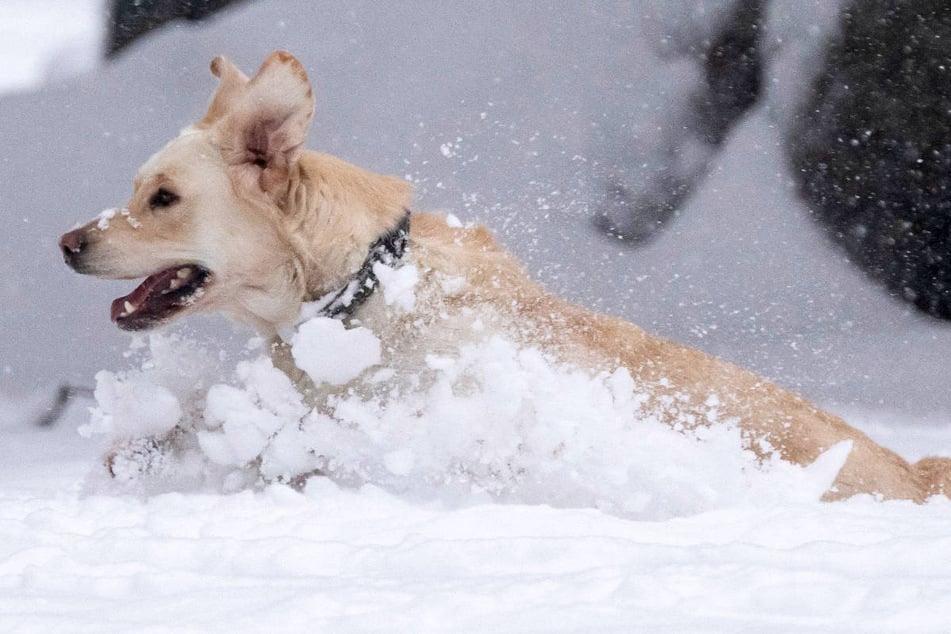 Viele Hunde tollen gern im Schnee herum, doch das kann schnell zum Problem werden.