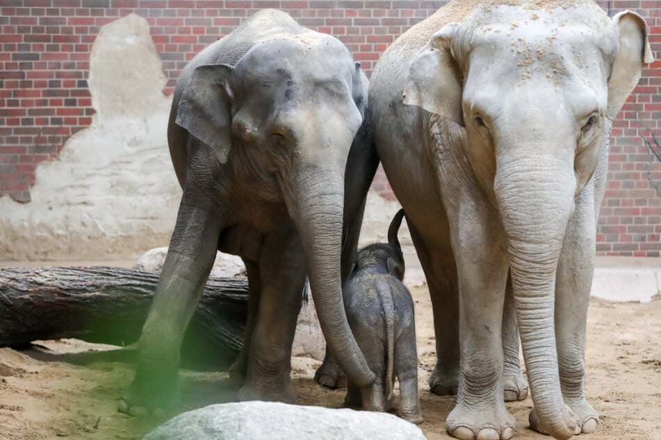 Leipzig: Einsame Elefantendame im Zoo Leipzig: Doch es gibt Hoffnung für die Außenseiterin