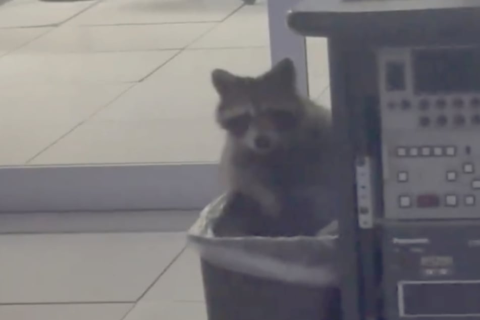 ¡Capturado! El pequeño mapache estaba a punto de hurgar en un cubo de basura.