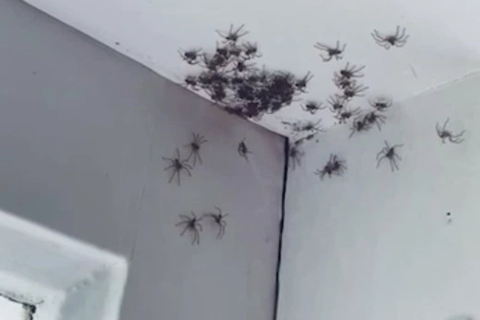Die Spinnen krabbeln die Zimmerdecke entlang.
