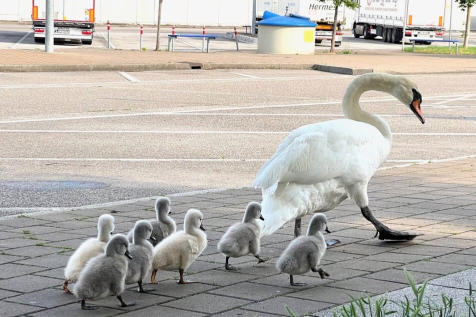Diese entzückende Schwanenfamilie konnte von der Polizei sicher von der Raststätte gebracht werden.
