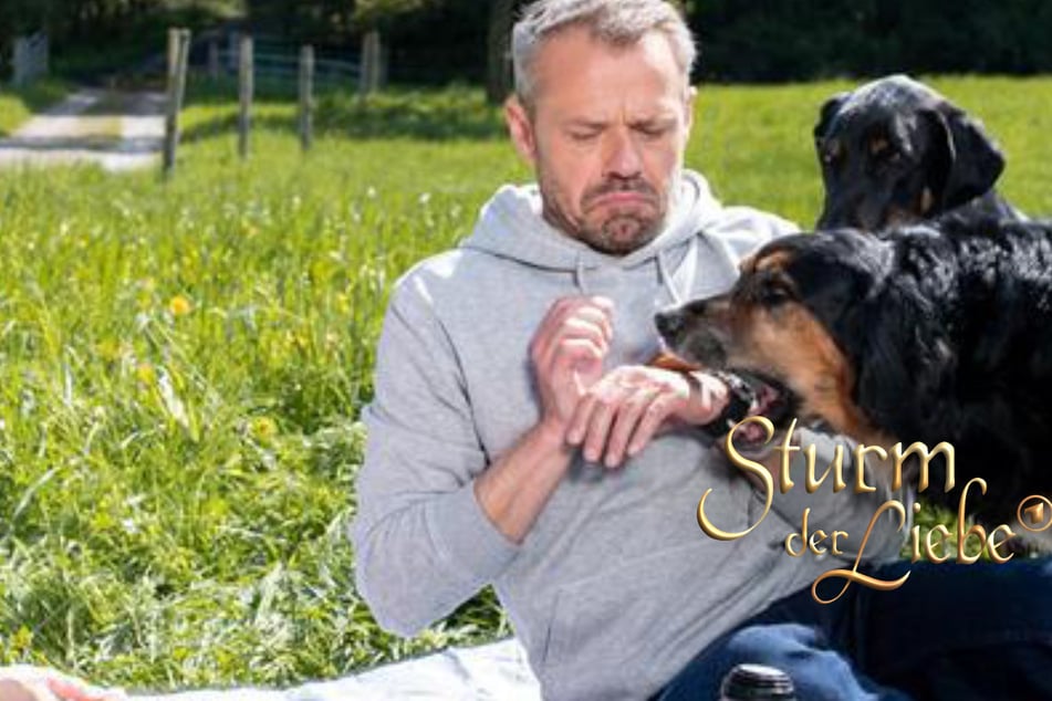 Sturm der Liebe: "Sturm der Liebe": Hund attackiert Erik bei romantischem Picknick