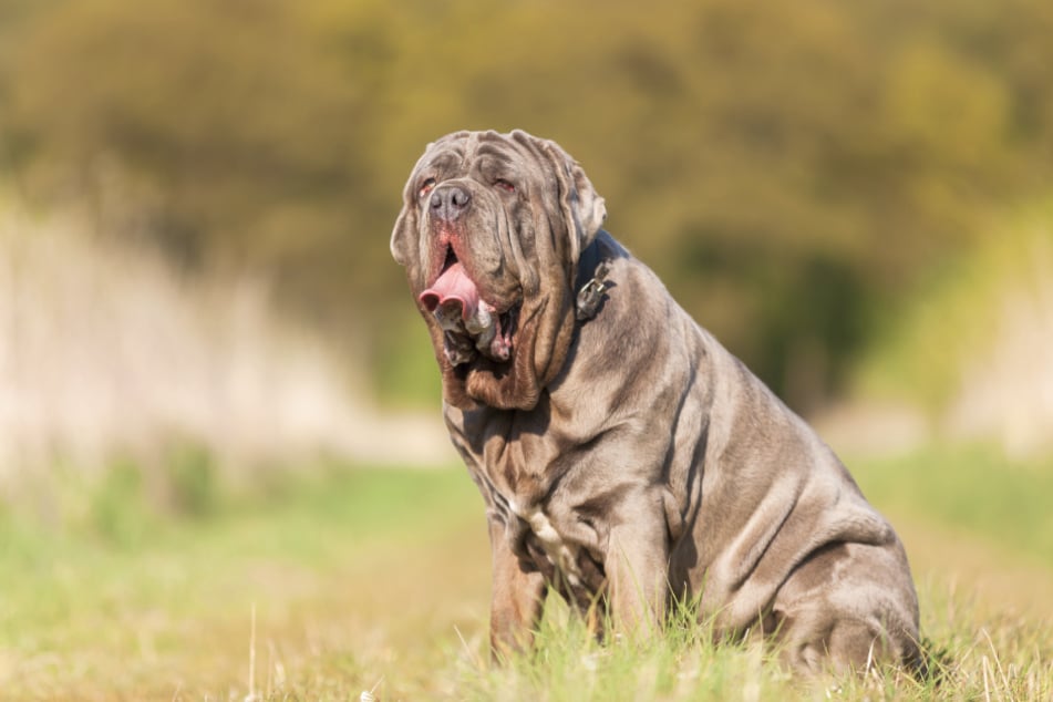 Ein Mastino Napoletano sieht vielleicht etwas träge aus, reagiert aber sehr schnell.