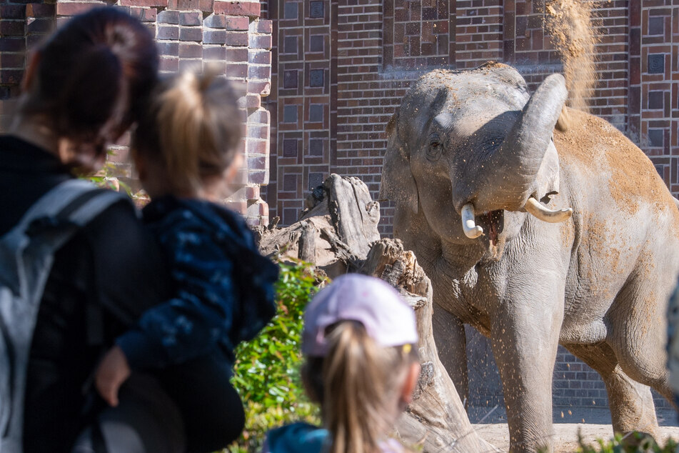Wer Elefanten sehen will, wird im Leipziger Zoo fündig.