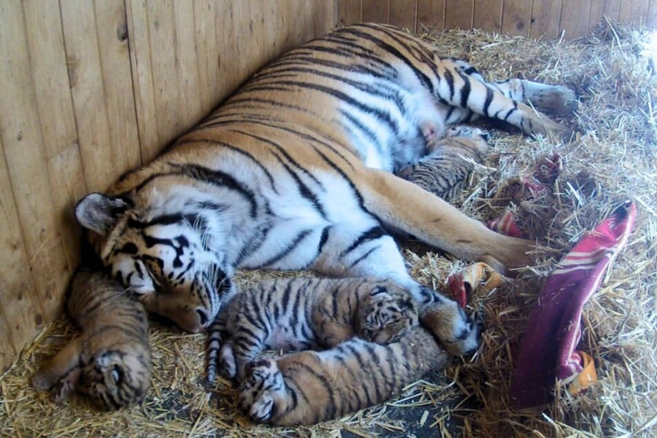 Für Amur-Tigerin Stormi-Sheera ist es der erste Wurf.