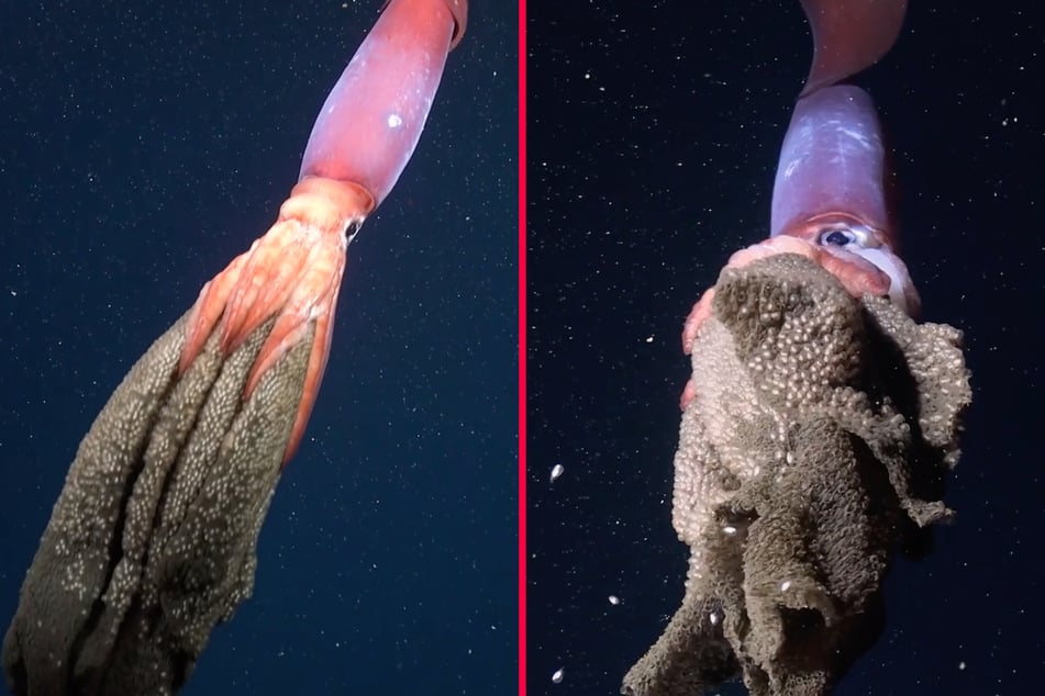 This giant mother squid was found carrying around thousands of eggs.