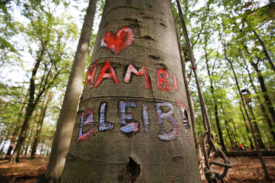 Der Hambacher Forst wird bis Frühjahr 2020 nicht gerodet werden.