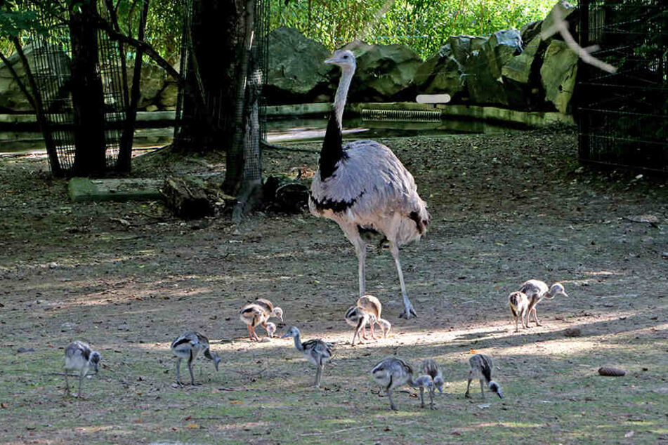 Im Chemnitzer Tierpark ist der gefiederte Nachwuchs los: Elf Nandu-Küken kamen hier zur Welt.