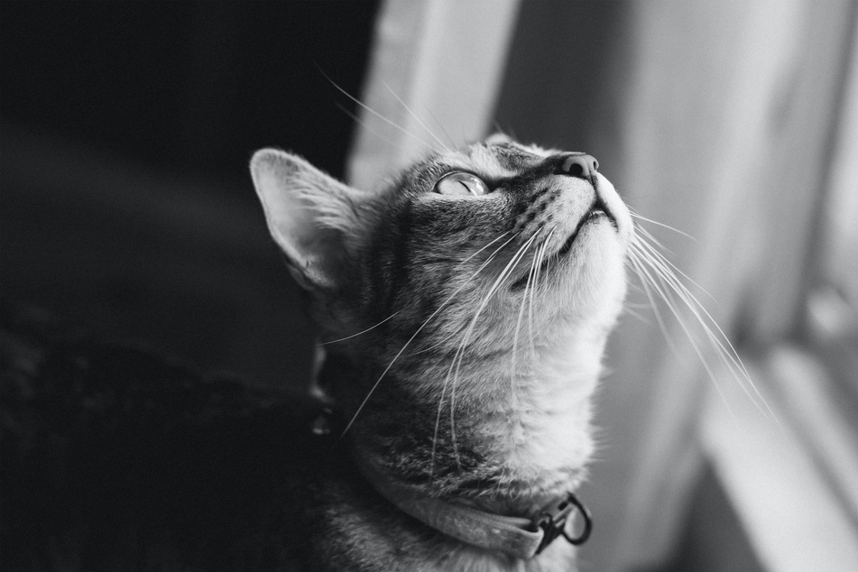 Whiskers are more than just an adorable adornment upon your cat's face.