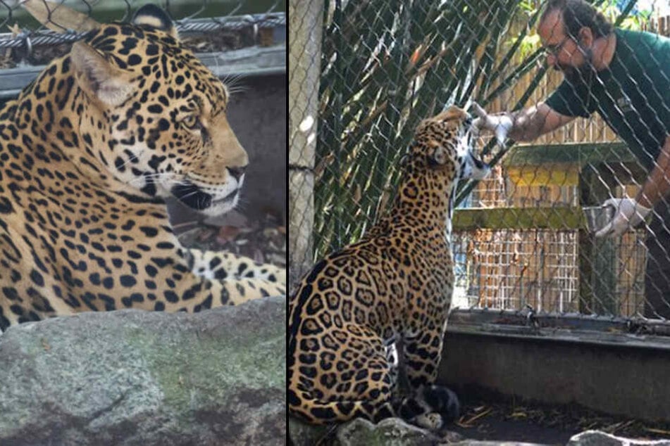 Das Jaguar-Männchen war ungefähr eine Stunde lang auf freiem Fuß.