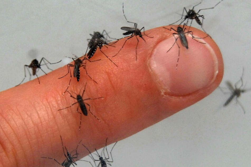 Auf einem Finger sitzen zahlreiche Mücken.
