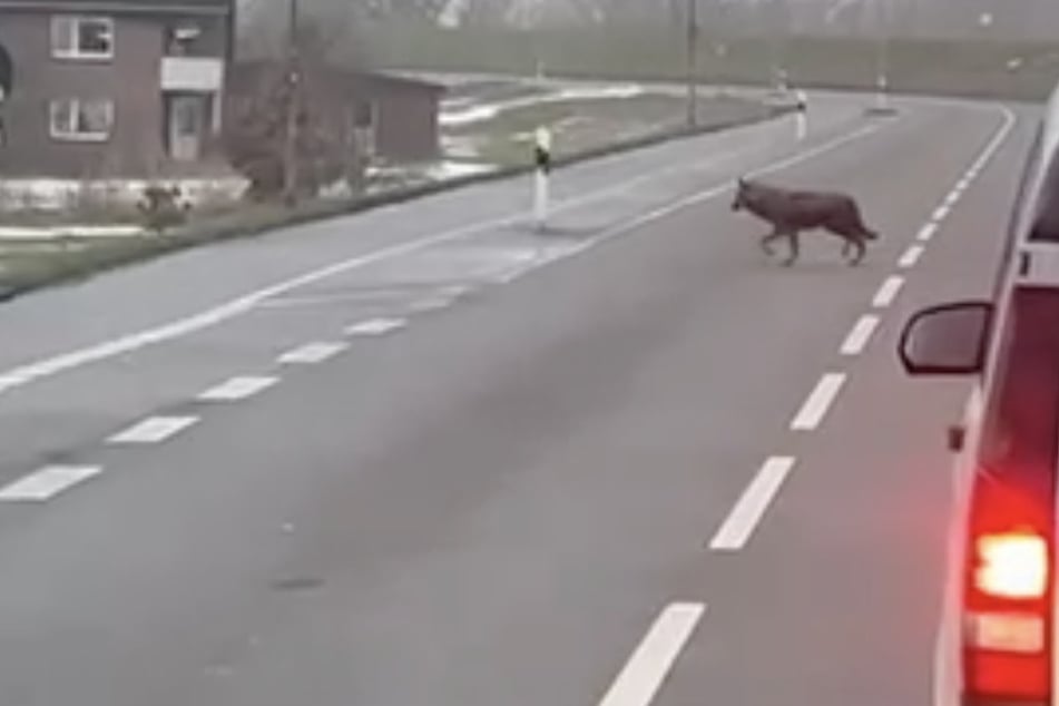 Der Wolf wurde gefilmt, während er die Straße überquerte.