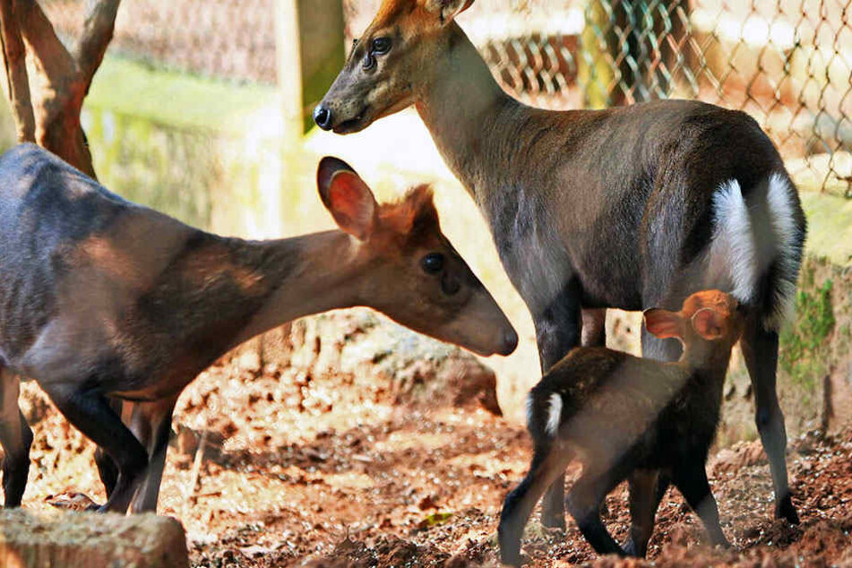 Gleich alle drei Muntjak-Hirschkühe aus dem Leipziger Zoo erwarten Nachwuchs. (Symbolbild)