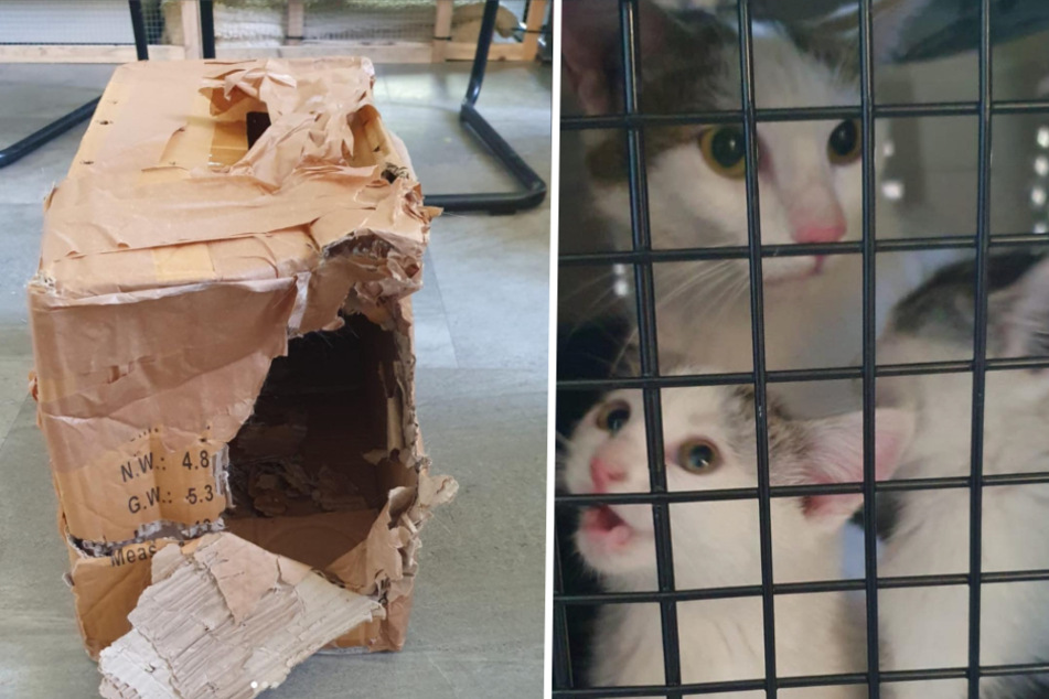 Mann gibt verängstigte Katzen in Karton im Tierheim ab und droht Mitarbeitenden!