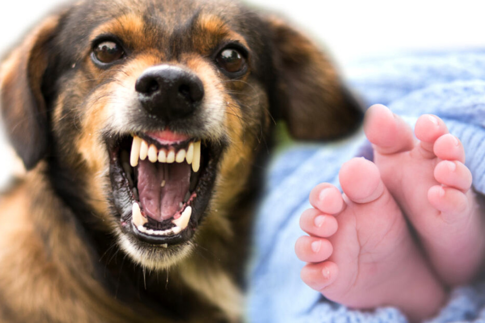 Hund zerfleischt Baby unmittelbar nach der Geburt