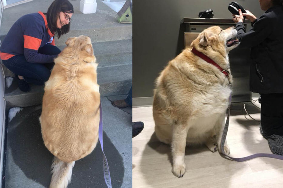 Hund Kai war komplett übergewichtig. Sein neues Herrchen speckte dann aber ordentlich ab mit ihm.
