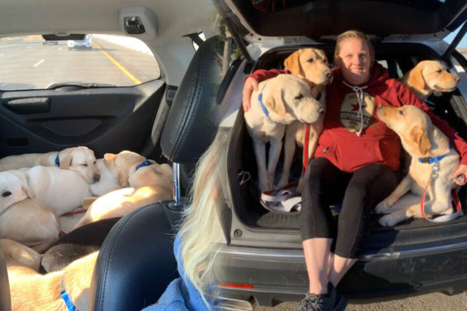 In Sicherheit. Geschafft von den Anstrengungen liegen die Tiere auf der Rückbank. Vier der Vierbeiner posieren im Anschluss mit ihrer Heldin für ein Foto.