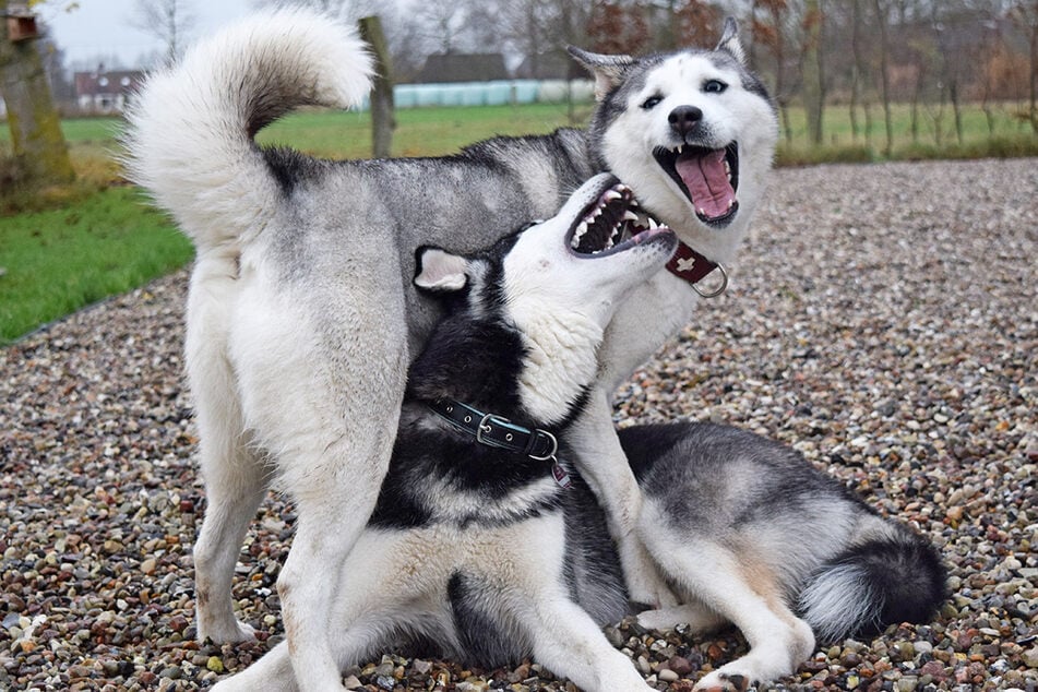 Mit ihrem Hundekumpel kann Tonka (stehend) ausgelassen toben.
