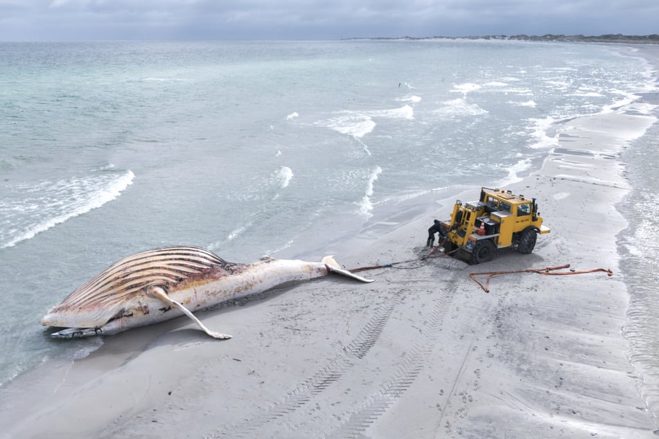 Der Buckelwal auf der dänischen Insel Anholt wurde inzwischen obduziert und abtransportiert.