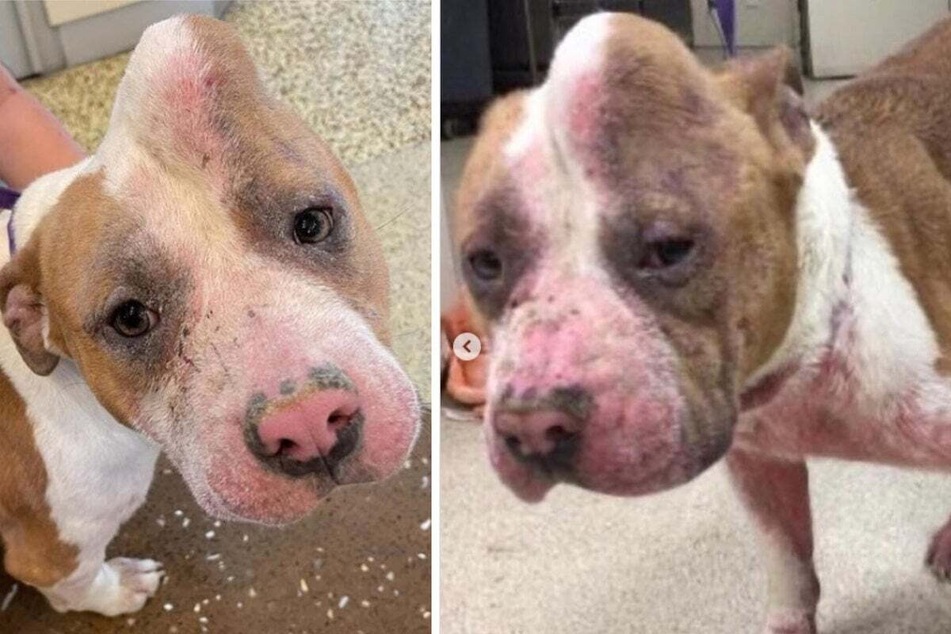 "Unicorn" dog escaped death and found a family that loves her unique look