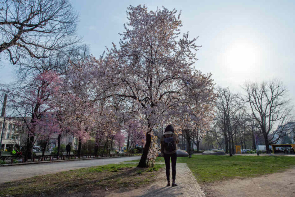 Eine Frau steht vor einem blühenden Baum im Berliner Kleinen Tiergarten.