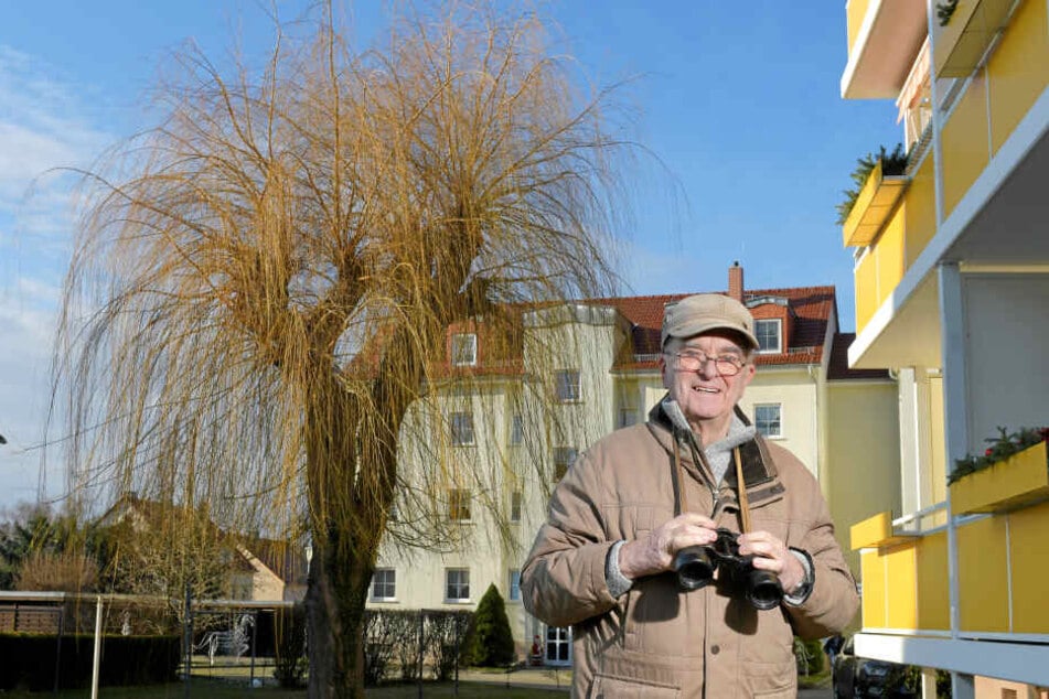 Siegfried Reimer (80) hat schon bis zu 14 Eulen gleichzeitig in der Trauerweide beobachten können.