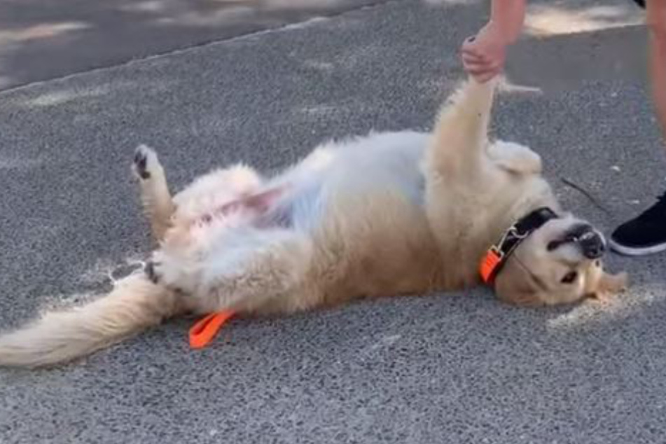 Frau lacht sich schlapp, als sie diesen Hund sieht und landet Millionen-Hit mit ihrem Video