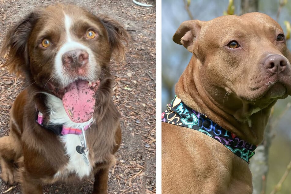 A rare long-haired pit bull wows the internet! Usually, pit bulls (r) have very short hair.