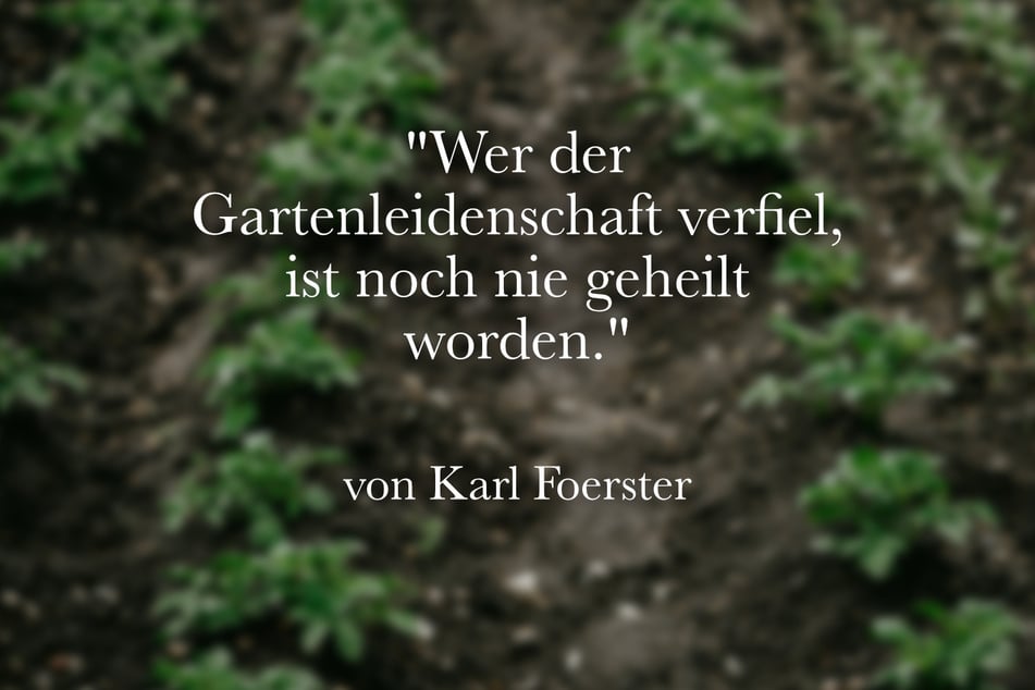 Karl Foerster meinte: "Wer der Gartenleidenschaft verfiel, ist noch nie geheilt worden."