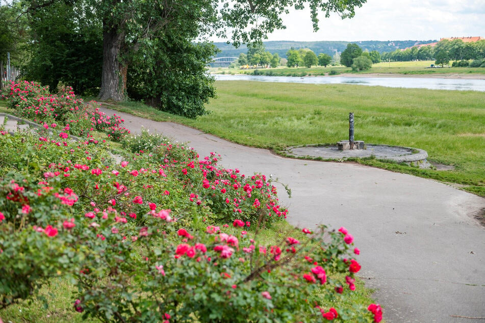 Der Dresdner Rosengarten feiert in diesem Jahr sein 90-jähriges Jubiläum.