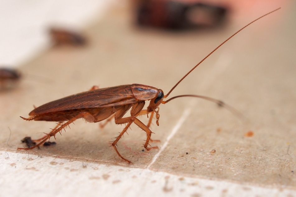 The "sticky tape method" is great for detecting cockroaches.