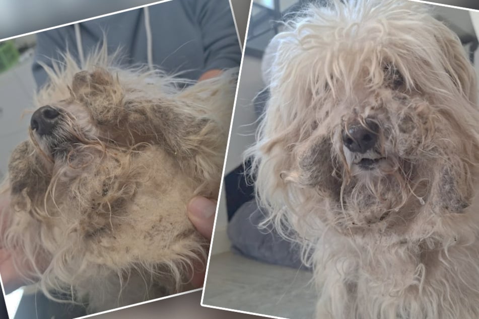 V tomto ubohém stavu přišel pes před týdnem do Bergheimu.